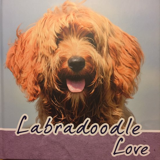 Labradoodle Love
