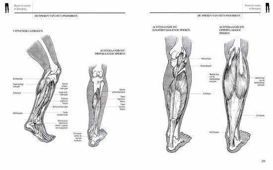 Anatomie Tekenen