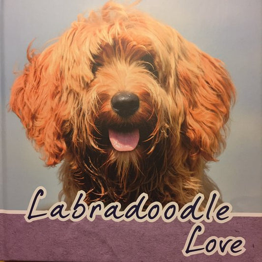 Labradoodle Love