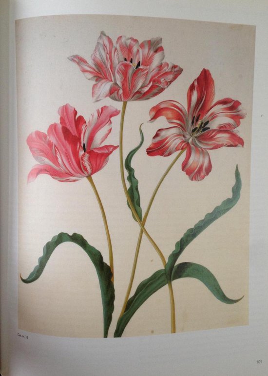 Maria Sibylla Merian : 1647-1717 : kunstenares en natuuronderzoekster